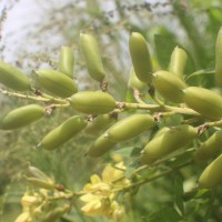 Crotalaria micans Link